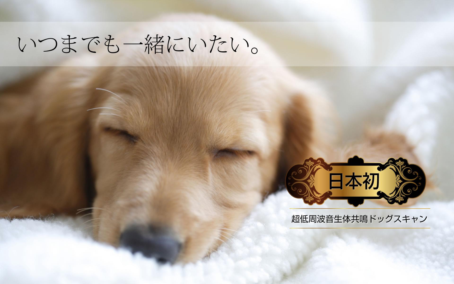 犬用健康器具「ドッグスキャン」