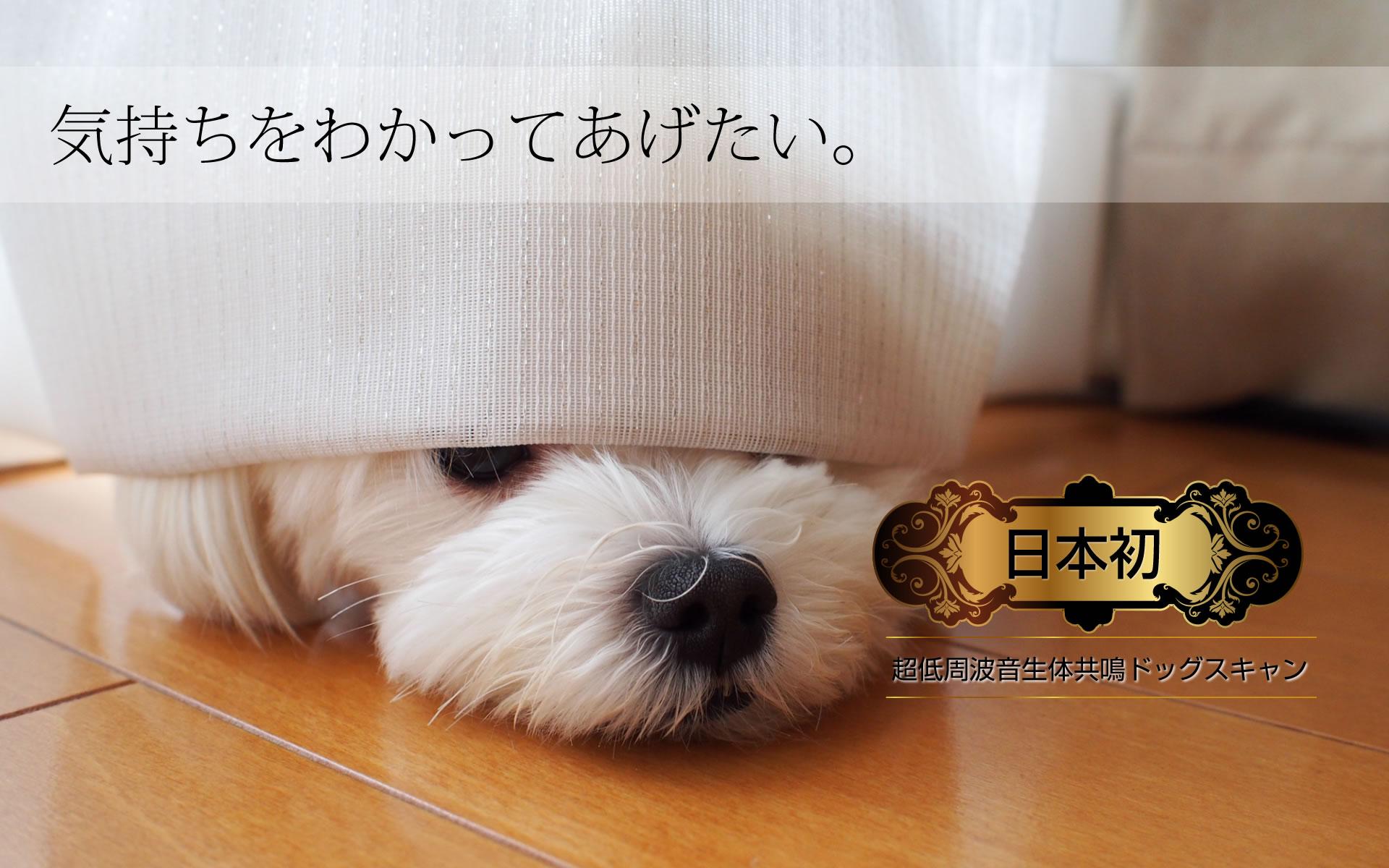 犬用健康器具「ドッグスキャン」